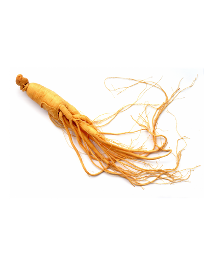 Red Panax Ginseng