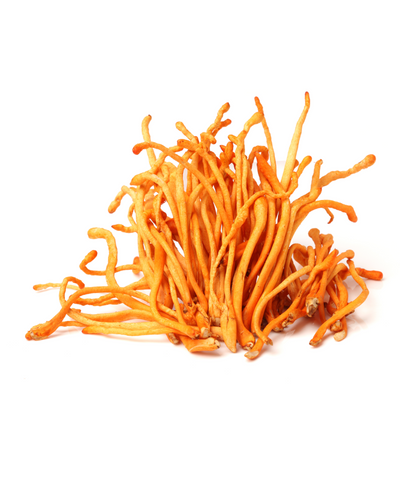 "Himalayan Gold" Cordyceps