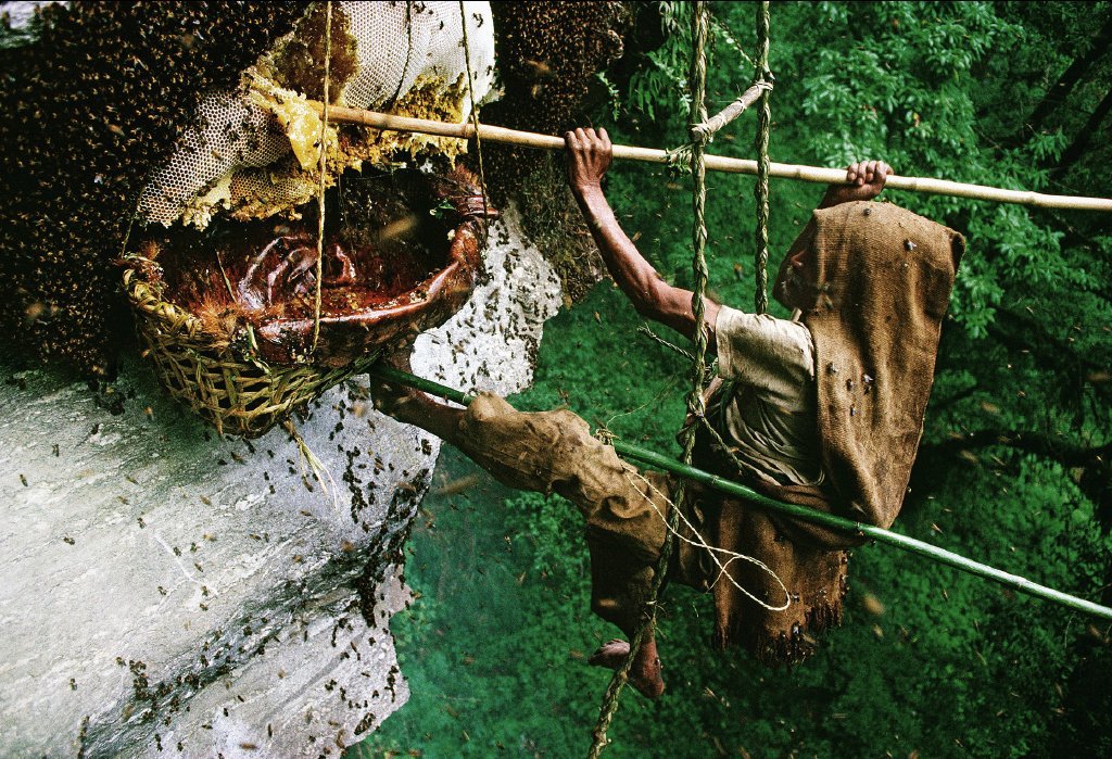 Traditional honey hunters in Nepal collecting wild cliff honey from giant bee hives for DUDIDOSA Aphrodisiac Honey.