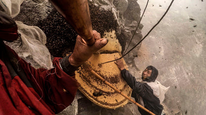Traditional honey hunters in Nepal collecting wild cliff honey from giant bee hives for DUDIDOSA Aphrodisiac Honey.
